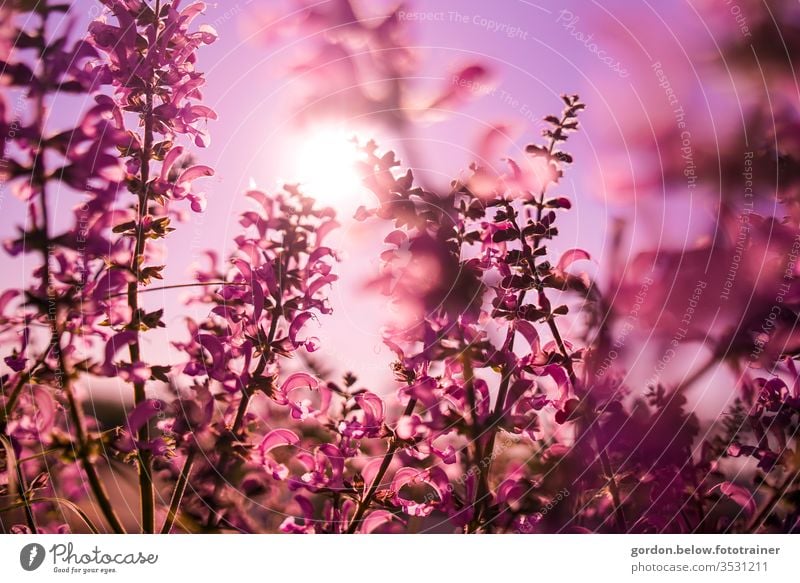 Spring Blossoms Purple Room purple flowers in the foreground Nature spring Colour photo Exterior shot Close-up already Detail Blossoming Shallow depth of field