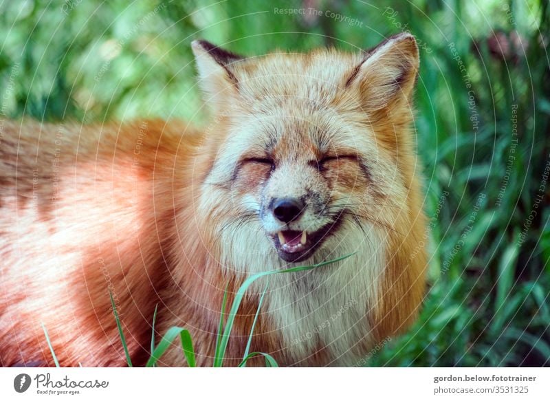 funny man Colour photo Exterior shot Day Deserted Fox in the foreground green in the background Fox looks into camera subtle colours portrait