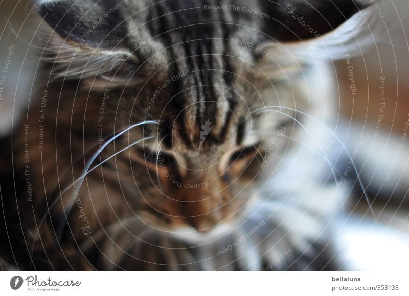 charlie Animal Pet Cat Animal face Pelt 1 Looking Sit Soft Brown Gray Black White Domestic cat Subdued colour Multicoloured Interior shot Close-up Detail