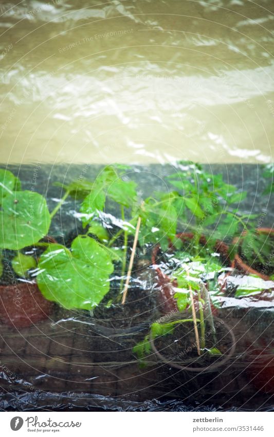 Tomatoes in the cold frame Packing film tomato plant early bed icemen chill blossom bleed Garden allotment Garden allotments flowers Deserted Nature Plant