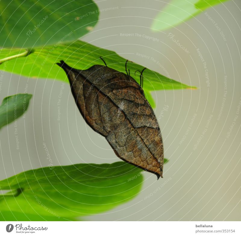 A leaf in the wind? Environment Nature Plant Animal Summer Leaf Foliage plant Wild plant Garden Park Wild animal Butterfly Wing 1 Sit Wait Brown Green