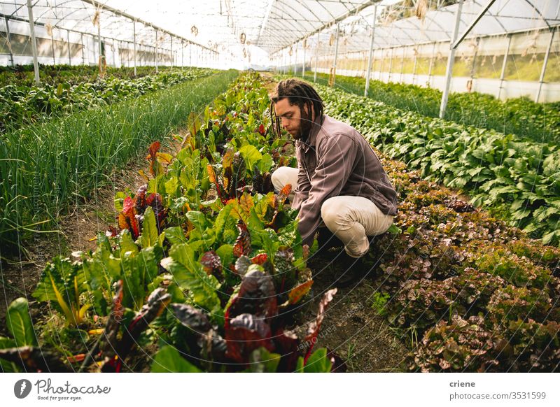 Young adult working in greenhouse picking fresh organic chard form field sustainability man produce garden farmer nature harvest male agriculture vegetable