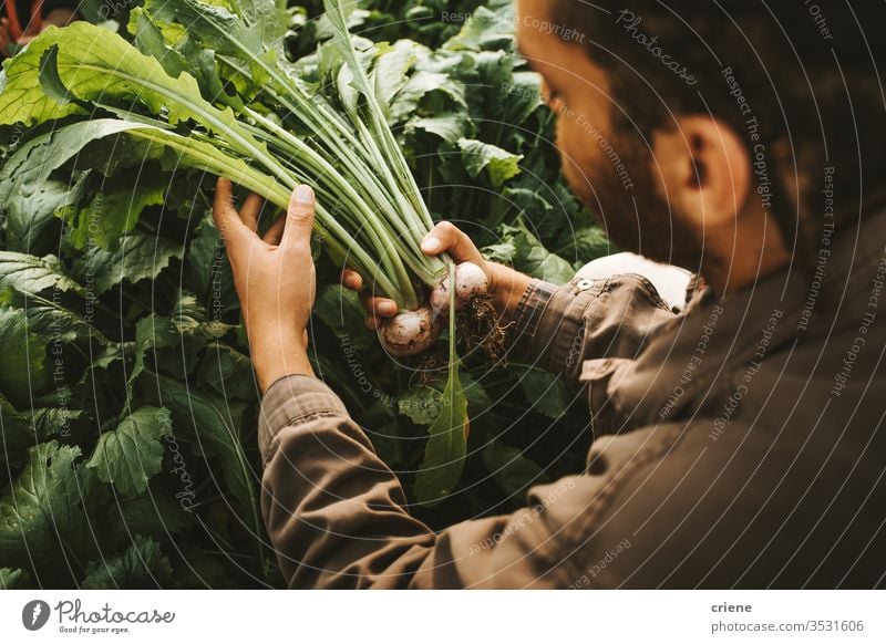 Male gardener holding freshly harvested turnips from garden sustainability produce farmer nature green organic agriculture vegetable healthy food raw ripe