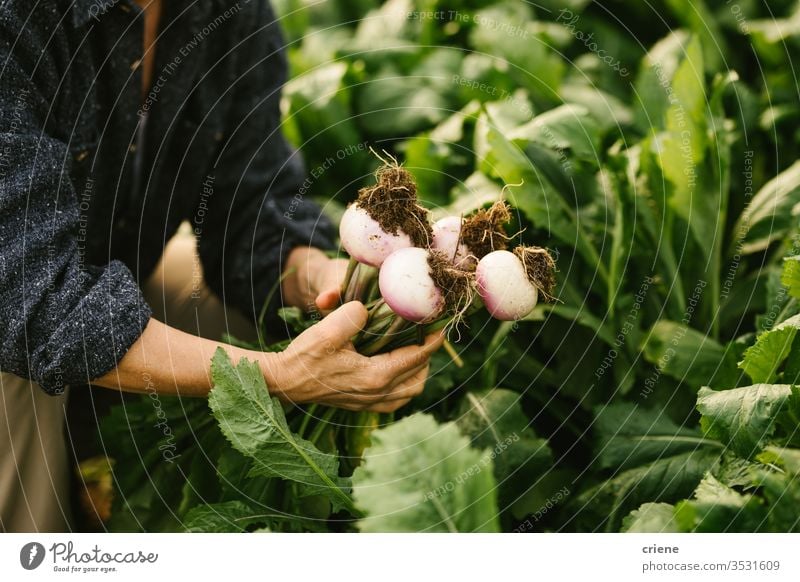 Gardener checking on quality of vegetebales from field controling close-up turnip sustainability produce fresh garden farmer nature green harvest organic