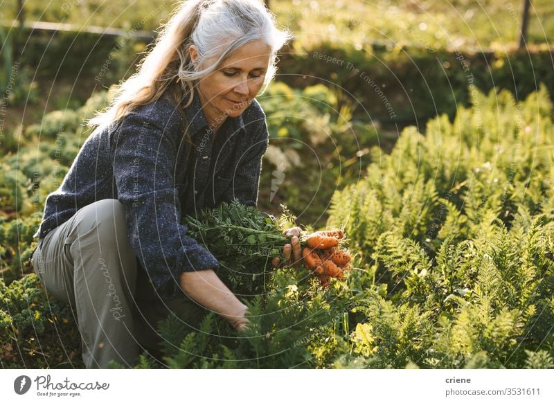 caucasian senior woman picking fresh carrots from the garden smile happy sustainability produce farmer nature green harvest organic agriculture vegetable