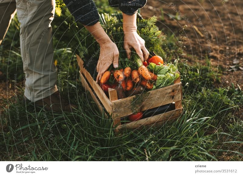 Close-up of woman packing wooden box with freshly picked vegetebles on field carotts homegrown garden hands tomato crate sustainability produce farmer nature