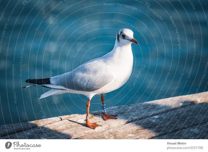 Small specimen of Black-headed gull in its winter plumage animal animals photography beach beak bird bird photography birds black headed black headed gull blue