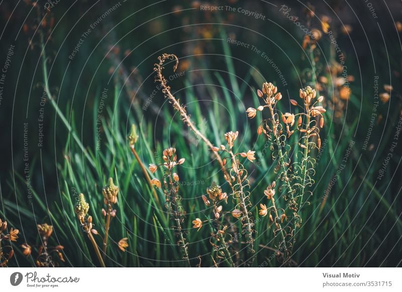 Flowers and buds of Bulbine frutescens also known as Burn Jelly plant Growth Plant beauty in Nature close-up Field Land no people day foreground focus