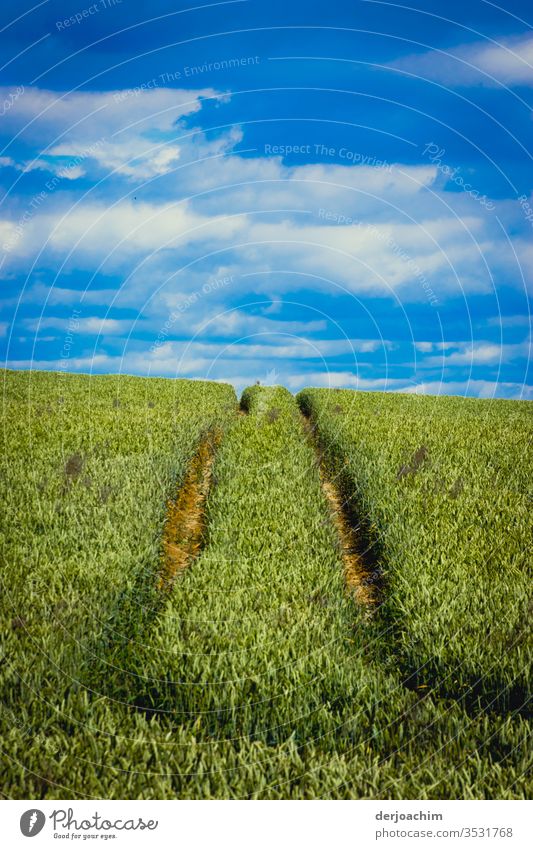 " Towards the horizon ". Blue sky covered with clouds, a green field. In the foreground traces of a tractor in the wheat field. Field Grain Sky Agriculture