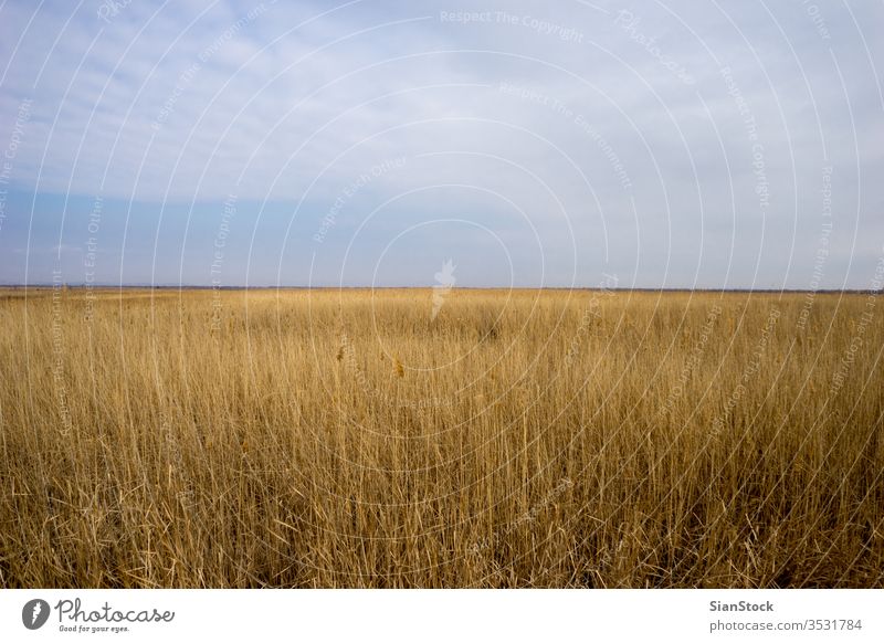 Golden wild wheat field with blue sky background golden nature grain summer landscape yellow plant sun harvest farm season rye rural agriculture country crop