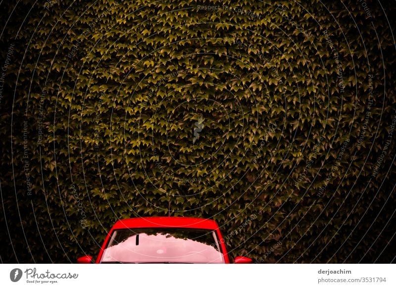 A red car, only windshield and roof can be seen, stands in front of a brown wall of leaves. Colour photo Red Exterior shot Deserted Light Car Day Calm