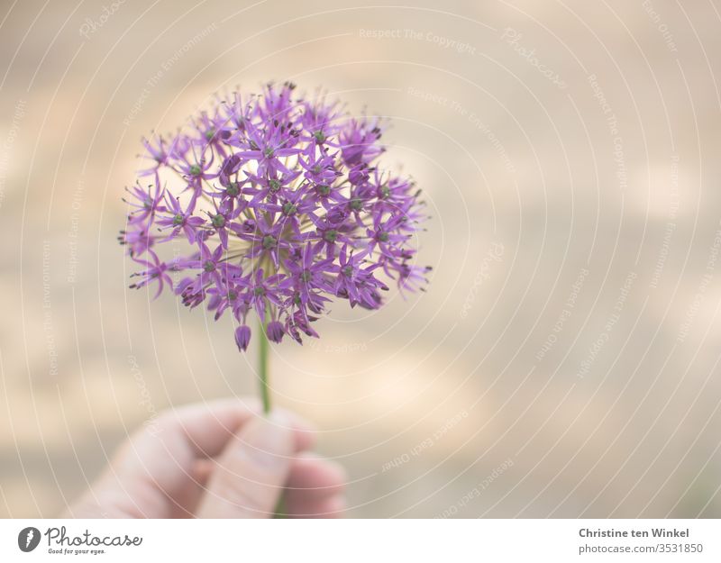 beautiful violet flower of the ornamental lynx / allium, held by the hand of a woman, blurred background with speckled light ornamental garlic garlic flower