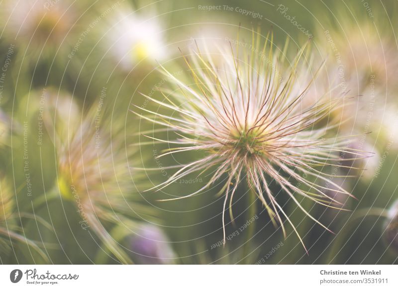 Seeds of faded cowbell / Pulsatilla vulgaris Faded Kitchen Clamp Pasque flower pulsatilla vulgaris Garden Blur Plant Nature already Spring flower spring