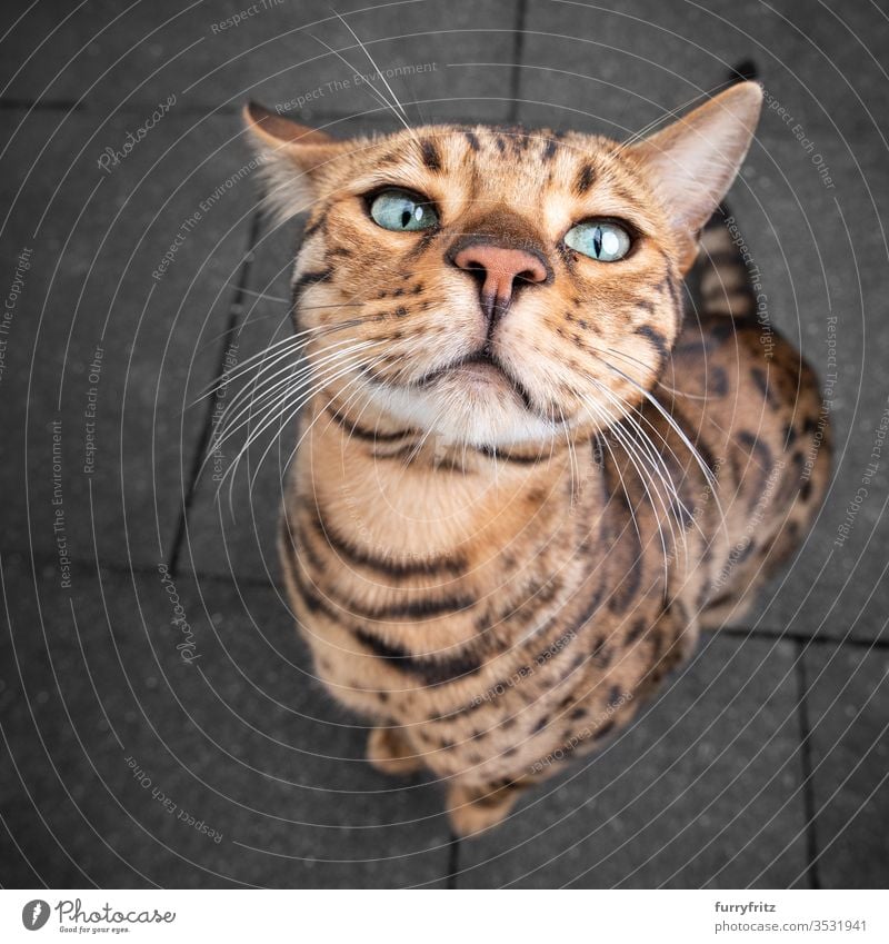 cute and funny portrait of a Bengal cat Bengali Cat purebred cat pets Cute Enchanting Funny Outdoors look into the camera already Whisker inquisitorial