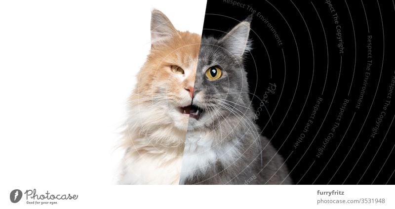 Photo manipulation of two Maine Coon cats of different colours showing half the face each Cat One animal indoors Studio shot black background Isolated