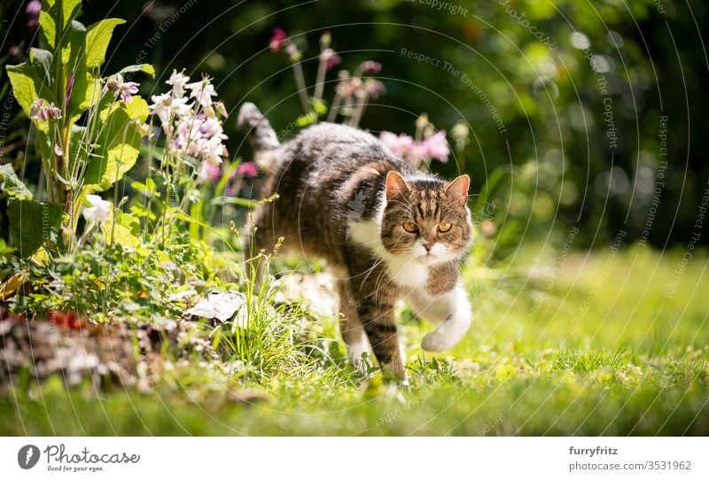 British shorthair cat running through the sunny garden with spring flowers Cat purebred cat pets tabby British Shorthair White Outdoors green Garden