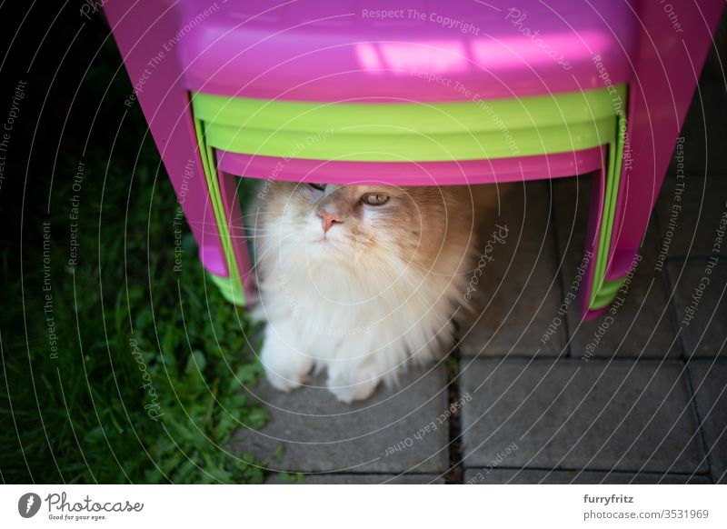 curious Maine Coon cat, lying on the floor under some colorful children's chairs and looking up Cat purebred cat pets Longhaired cat White cream Beige Fawn