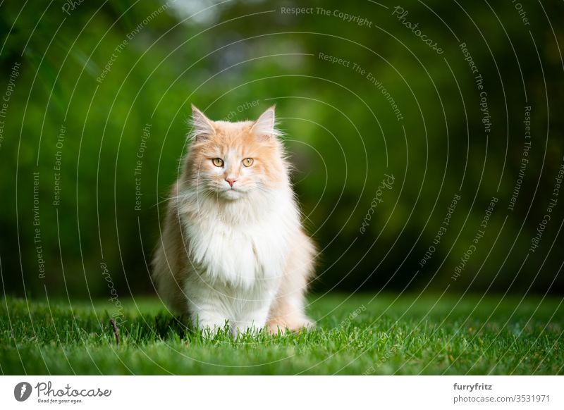 Maine Coon cat sits in the garden in nature and looks into the camera Cat purebred cat pets Longhaired cat White cream Beige Fawn Outdoors green Garden