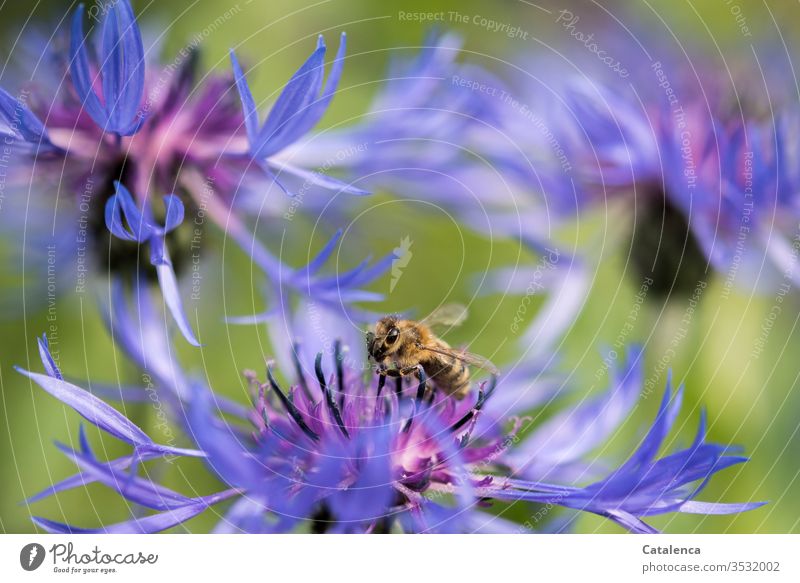 A honey bee collects the pollen of a cornflower Insect Animal Bee Honey bee Pollen Bee-keeping Plant Flower Cornflower Leaf Nature Spring Beautiful weather