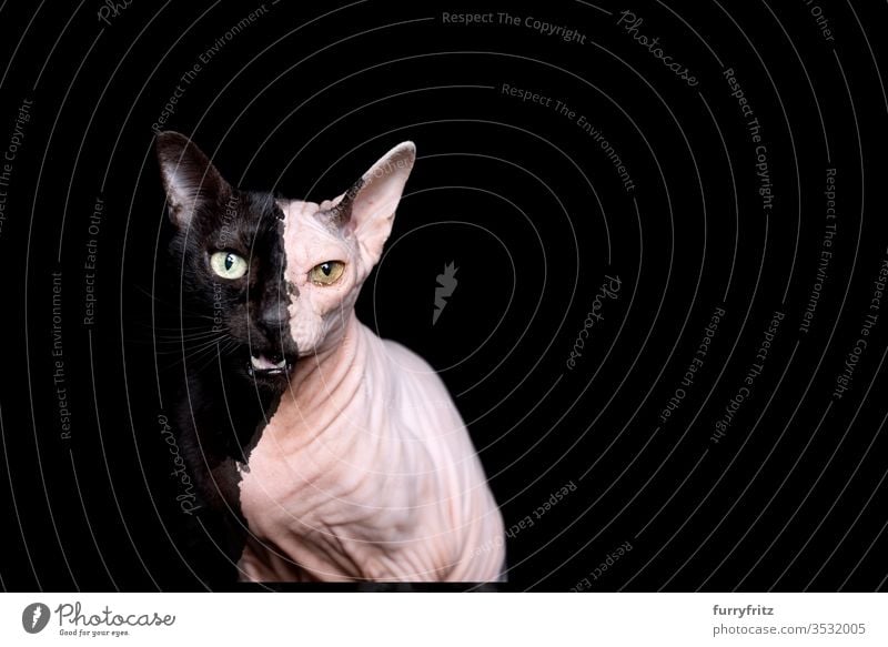 Two different cat breeds mixed together. Naked cat Sphynx and black cat Cat mixed breed cat Black cat Studio shot black background Copy Space One animal meowing