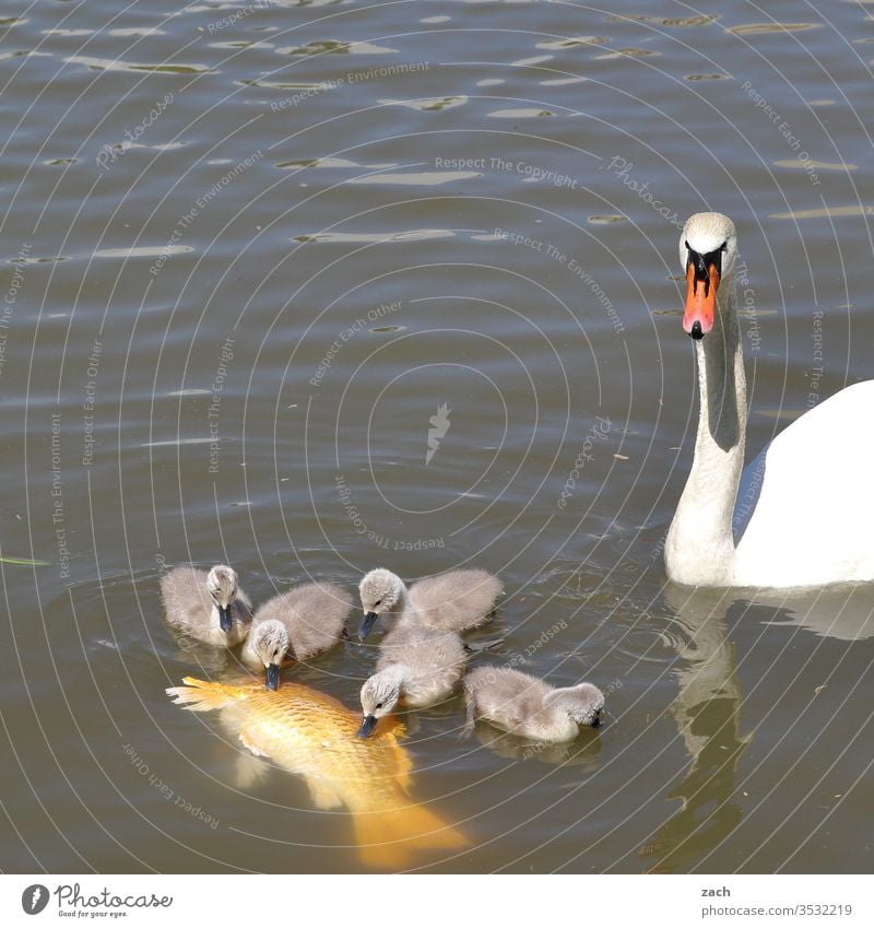 Swan and swan boy eating a koi carp Chick Animal Fish Koi Carp Koi carp Water Pond Lake swan chicks Swan Cub Family & Relations Mother Father To feed Eating