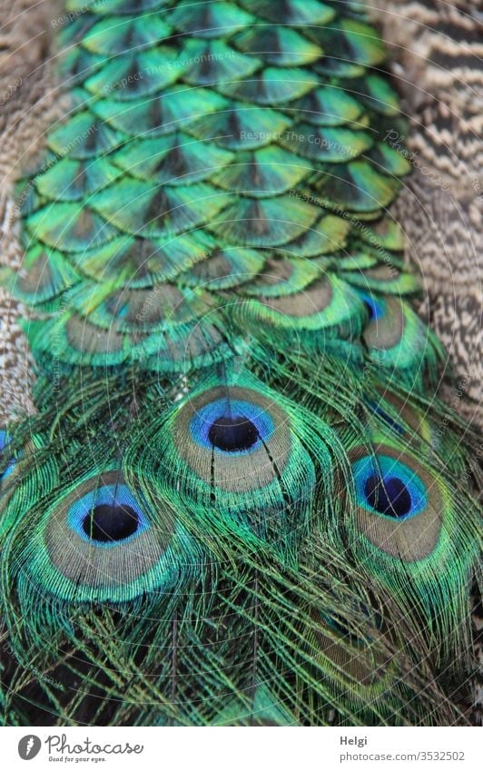 colourful green-blue-brown plumage of a peacock - detail view Peacock peacock feathers birds Animal Feather Eyes Nature Pattern Close-up animal world Detail