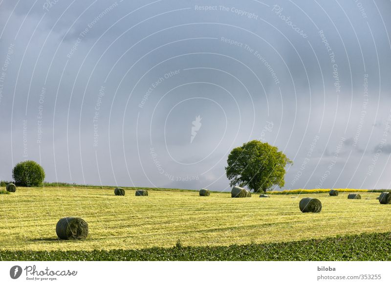 Schwarzenburgerland Environment Nature Landscape Plant Animal Clouds Summer Autumn Tree Field Moody Agriculture Hay bale Thunder and lightning Colour photo