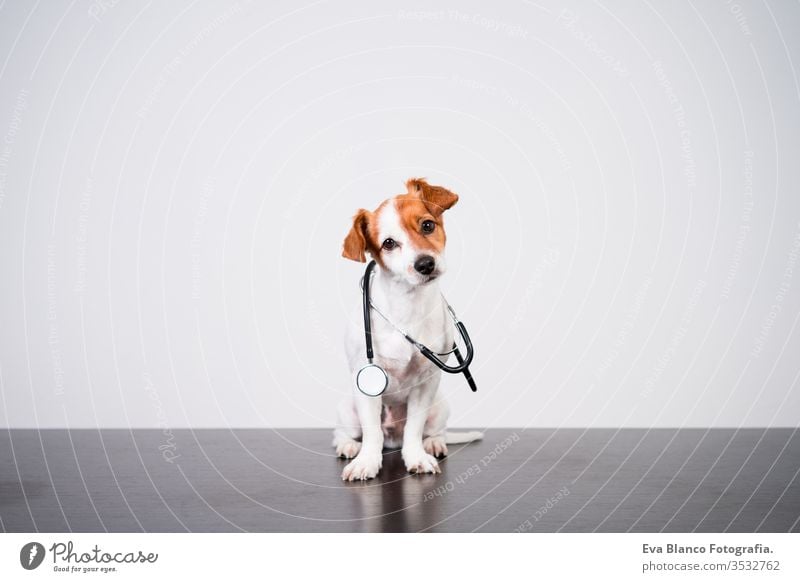 cute jack russell dog at veterinary clinic. Holding a stethoscope. Veterinary concept veterinarian pet injury indoor small sweet isolated job doctor patient