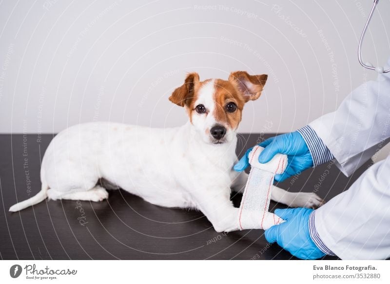 veterinarian man working on clinic with cute small jack russell dog. Wearing protective gloves and mask during quarantine. Doctor doing bandage on paws. Pets healthcare