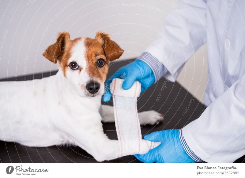 v bandage checking veterinarian man doctor dog pet jack russell coronavirus covid-2019 protective mask gloves exam white cute adult examining sick young