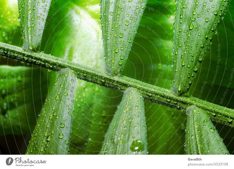 green leaf of a tropical plant with dew drops close up backdrop background bamboo palm bright closeup dew pattern environment flora floristry forest fresh