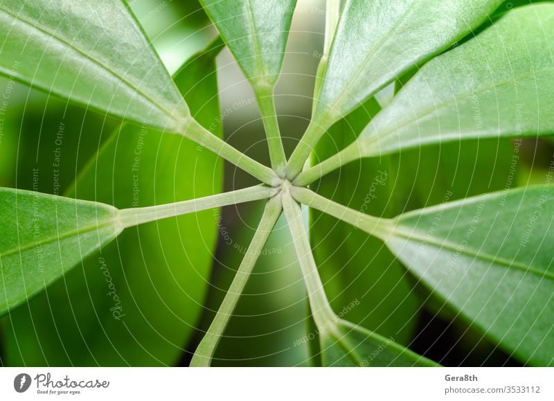 Photo the Fresh tropical Green leaves background