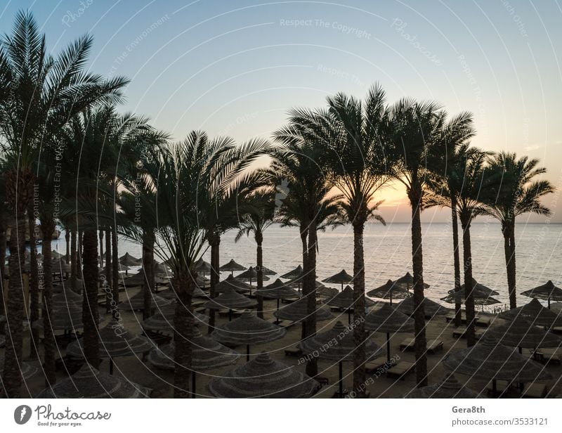 empty beach with palm trees and umbrellas in egypt sharm el sheikh at sunrise Egypt Red Sea Sharm el Sheikh abandoned background beach without people blue