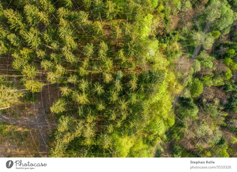 Vertical drone shot at the top of green trees in a german forest. background environment spring pattern summer texture nature sun leaf landscape beautiful