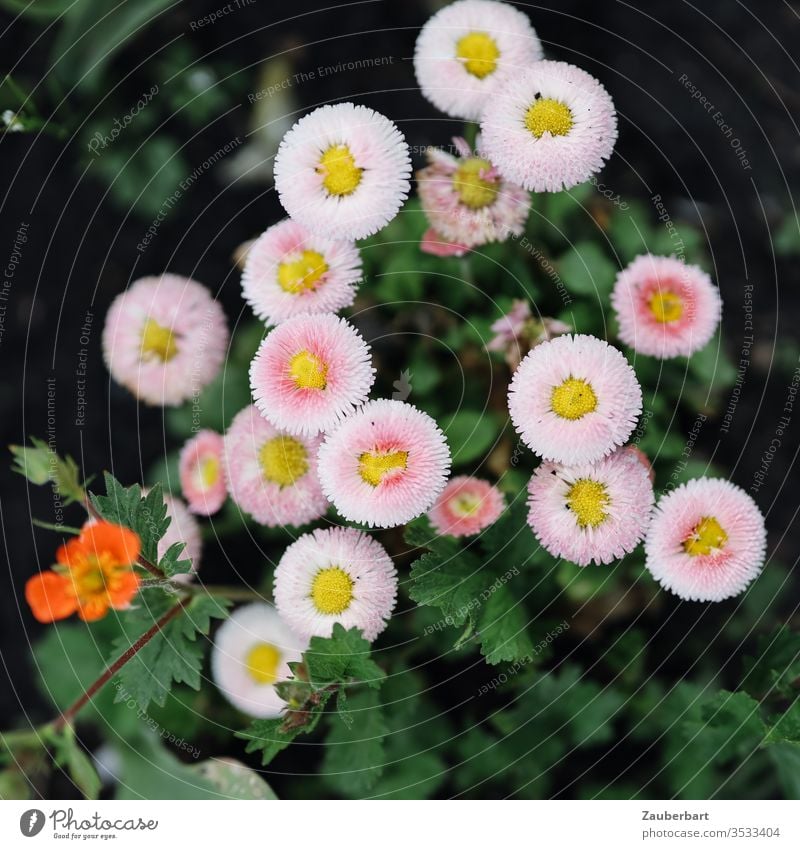 A group of pink daisies in top view Daisy Pink Yellow green spring flowers Nature Garden Plant blossom at the same time in common fellowship