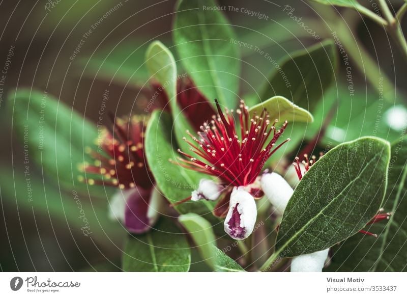 Exotic red flowers of Pineapple Guava tree also known as Feijoa Sellowiana bloom blossom botanic botanical botany flora floral petals flowery garden organic