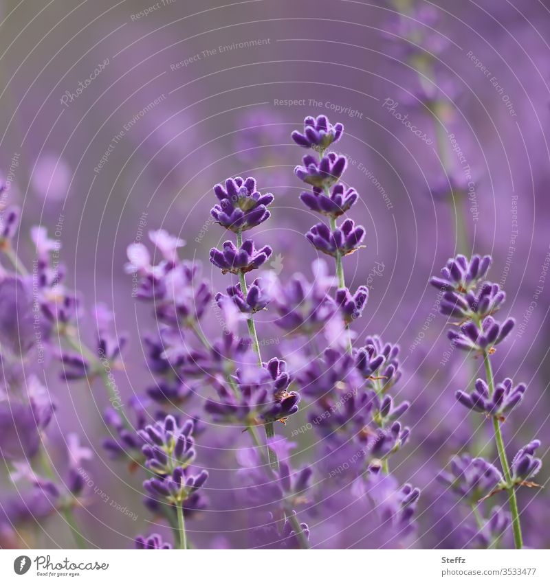 Lavender flowers violet and scented lavender flowers flowering lavender lavender scent Lavender colors Fragrance fragrances Aromatic medicinal plant Summery