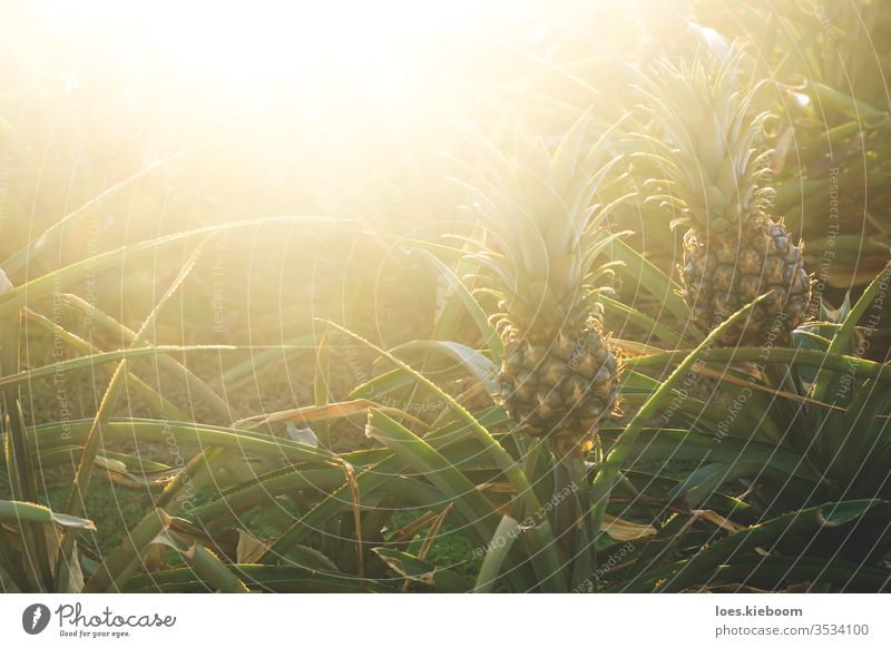 Pineapples on a plantation with orange backlight, El Hierro, Canary Islands, Spain pineapple agriculture tropical nature healthy green fruit food growth growing