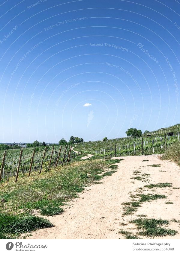Deserted path in the vineyards of Schriesheim with a cloud in the sky Vineyard Lanes & trails Sky Clouds in the sky Cloudless sky To go for a walk Summer