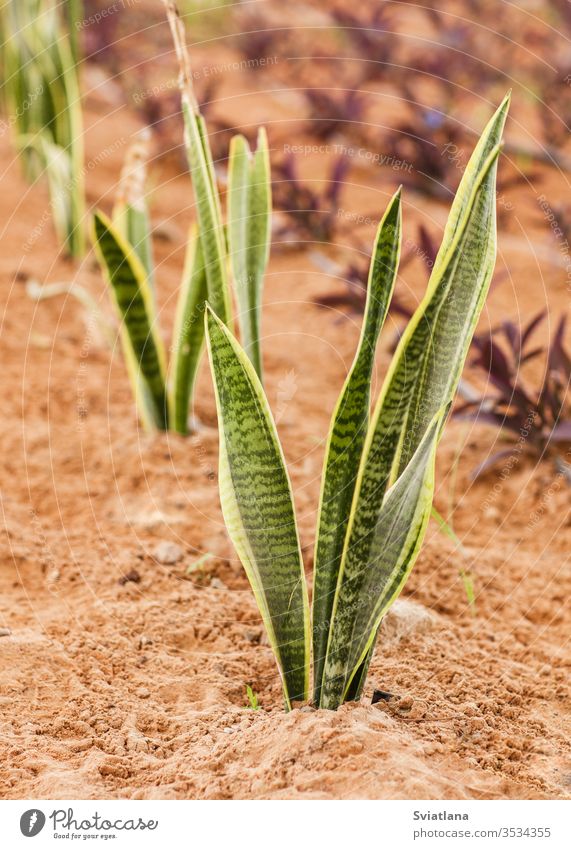 Exotic plant outdoors on a sunny day, closeup macro patterns green leaf natural exotic spring summer greenery bloom flowering trees botany bush dark deep earth