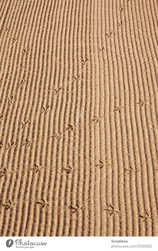 Bird tracks in the sand on the beach car trace empty bird coast tire wheel road truck land imprint background nature abstract auto brown sandy shape straight