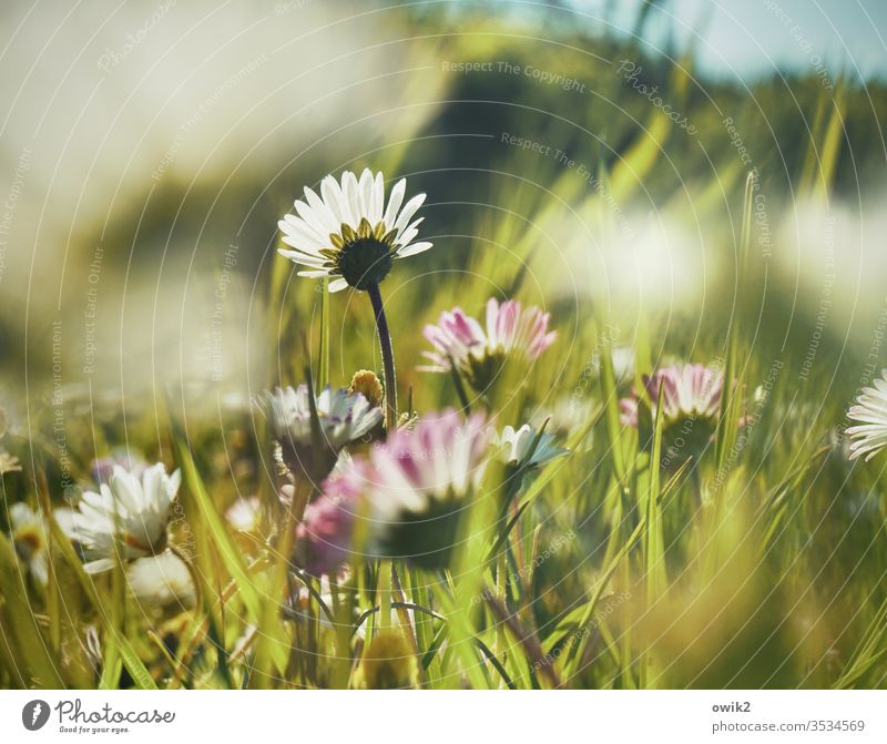 daisy Daisy Meadow hazy Small Near Under Idyll blossom flowers bleed Grass grasslands spring green Nature Plant Close-up White Garden Yellow Exterior shot