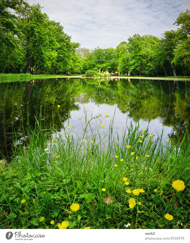 palace park Park Idyll buttercups Grass Water Lake Pond Lakeside Surface of water Mirror image Reflection Water reflection Sky Clouds Island huts Exterior shot