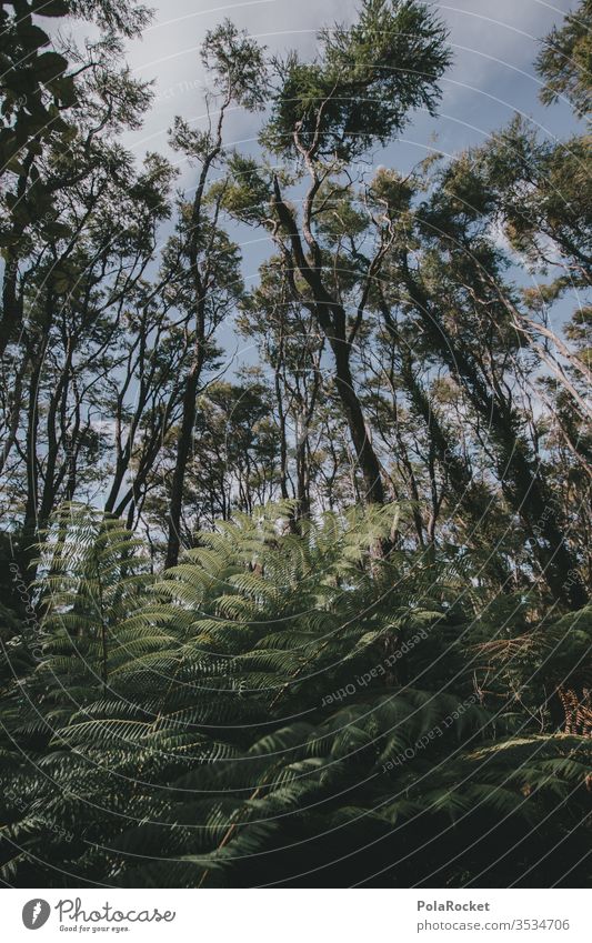 #As# New Lake Forest New Zealand New Zealand Landscape jungles rainforest green Nature Colour photo Exterior shot