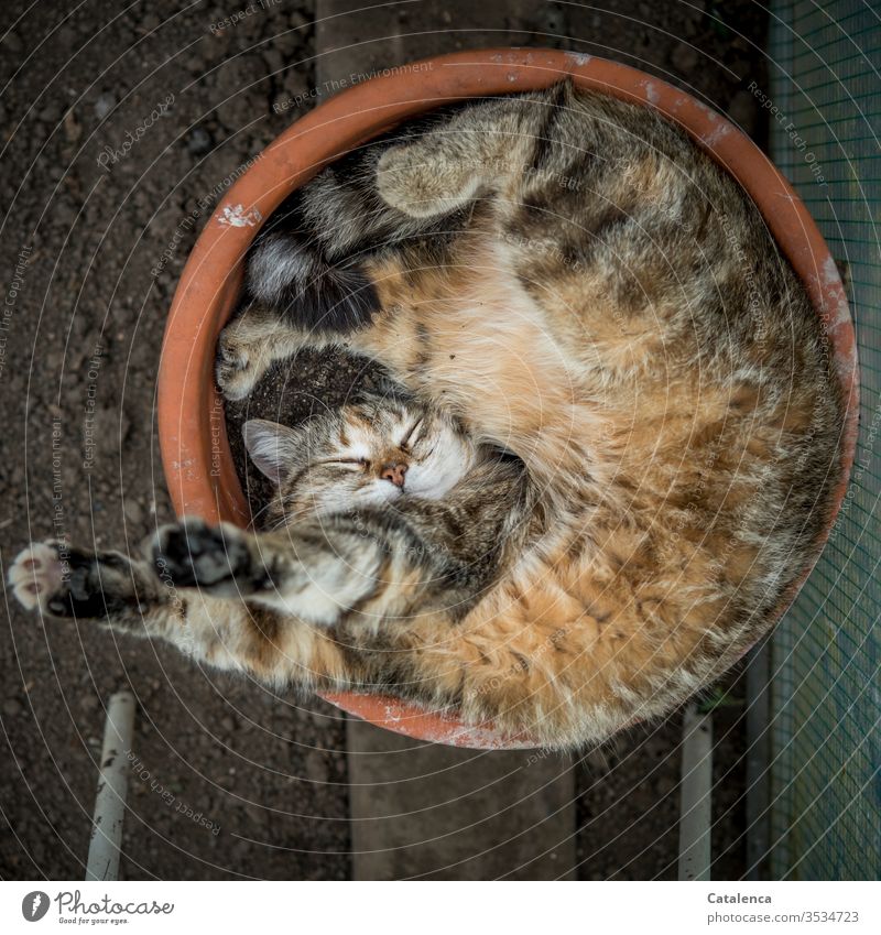 Health | extensive sleep Cat Pet Sleep Stretching Flowerpot Adjustment Relaxation Animal portrait Calm Fatigue Lie Interior shot Contentment Closed eyes