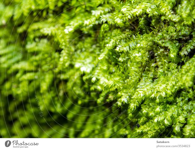 moss Environment Nature - a Royalty Free Stock Photo from Photocase