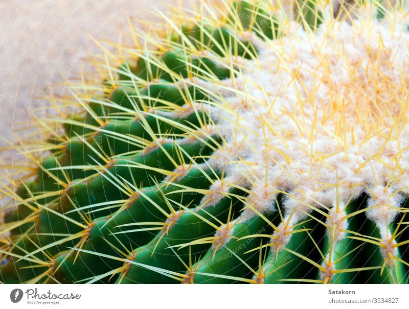 Cactus species Echinocactus grusonii, golden barrel cactus succulent nature green yellow white plant echino beautiful decoration closeup fresh garden background