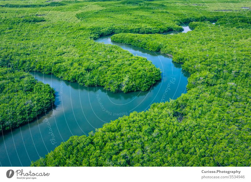 Gambia Mangroves. Aerial view of mangrove forest in Gambia. Photo made by drone from above. Africa Natural Landscape. gambia mangroves river africa aerial