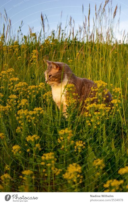 Cat in a flower meadow Animal Pet tortoiseshell Domestic cat Observe Sit relax on the lookout Meadow Flower meadow green Yellow bleed flowers wild flowers