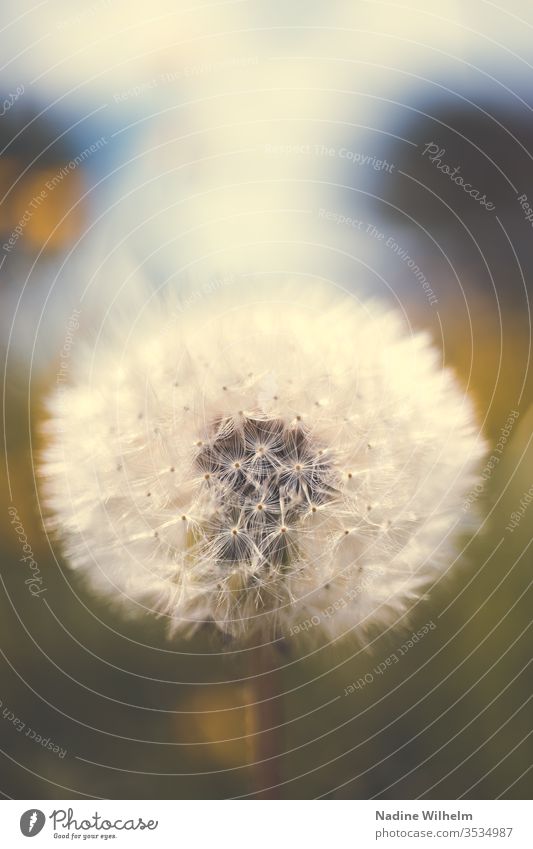 Close-up of a dandelion macro Macro (Extreme close-up) macro photography Plant transient Transience New Old Life Development Detail Nature nature photography